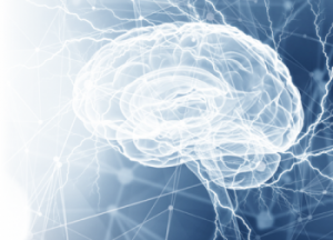 brain