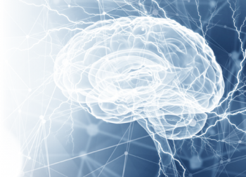 brain